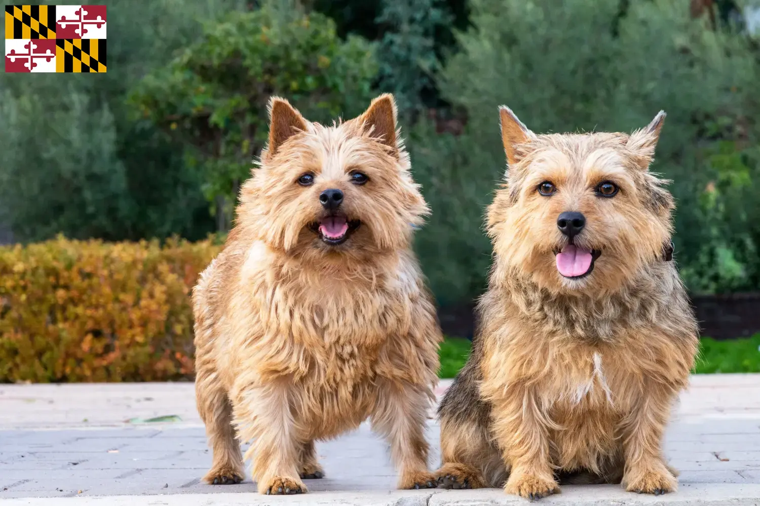 Norwich Terrier puppies and breeder Maryland Find Norwich Terrier breeders in Maryland here.