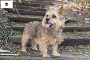 Read more about the article Norwich Terrier breeders and puppies in Massachusetts