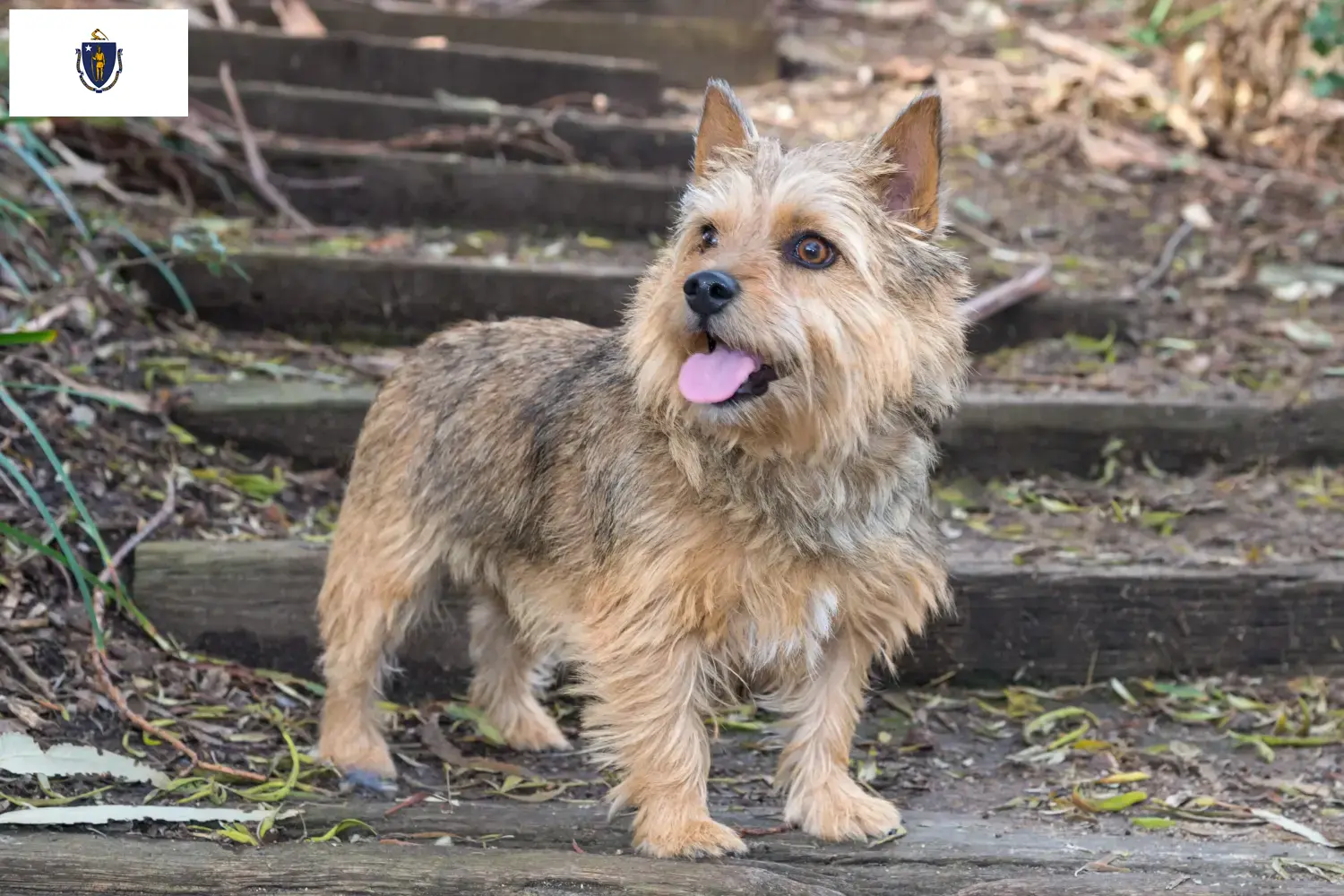 Norwich Terrier puppies and breeders Massachusetts Find Norwich Terrier breeders in Massachusetts.