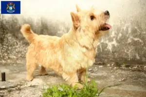 Read more about the article Norwich Terrier breeders and puppies in Michigan