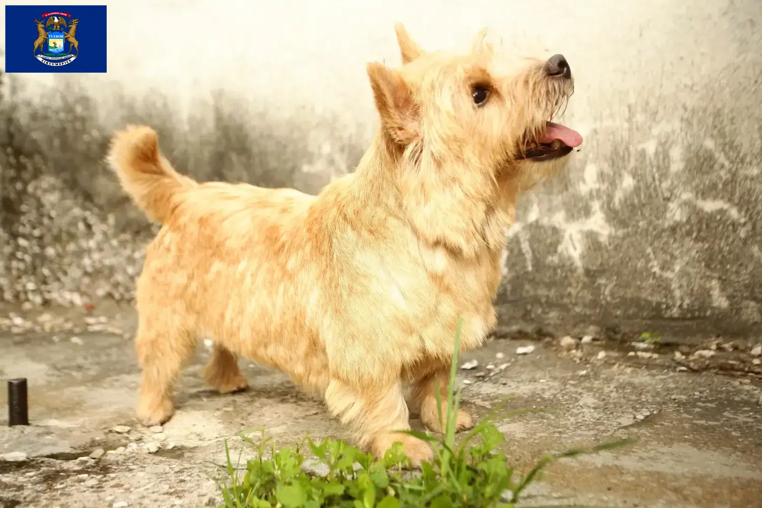 Norwich Terrier puppies and breeders Michigan Find Norwich Terrier breeders in Michigan.