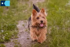 Read more about the article Norwich Terrier breeders and puppies in Minnesota