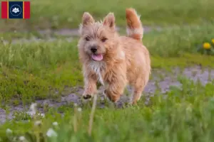 Read more about the article Norwich Terrier breeders and puppies in Mississippi