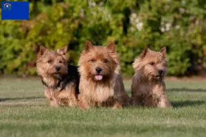 Read more about the article Norwich Terrier breeders and puppies in Nevada