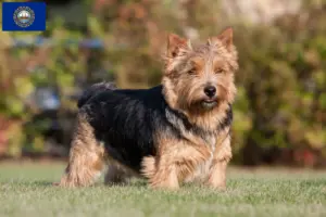 Read more about the article Norwich Terrier breeders and puppies in New Hampshire