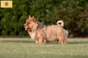 Read more about the article Norwich Terrier breeders and puppies in New Jersey
