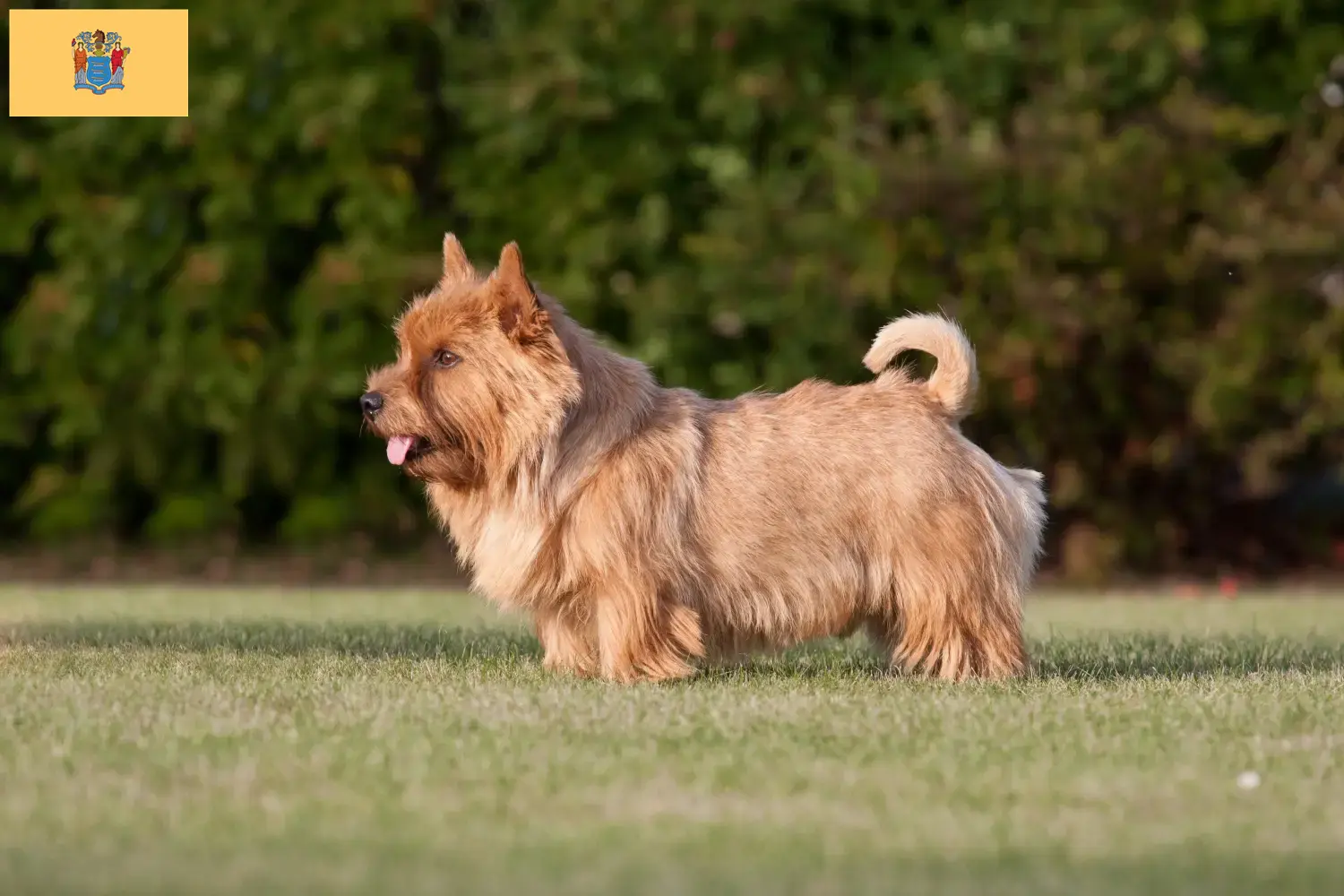 Norwich Terrier puppies and breeders New Jersey Find Norwich Terrier breeders in New Jersey.
