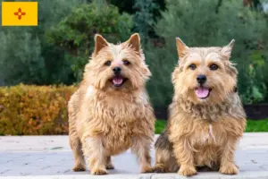 Read more about the article Norwich Terrier breeders and puppies in New Mexico