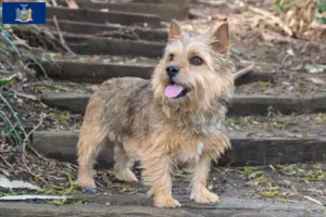 Read more about the article Norwich Terrier breeders and puppies in New York