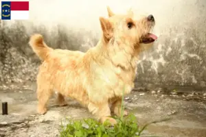Read more about the article Norwich Terrier breeders and puppies in North Carolina