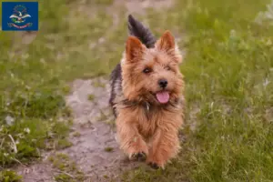 Read more about the article Norwich Terrier breeders and puppies in North Dakota