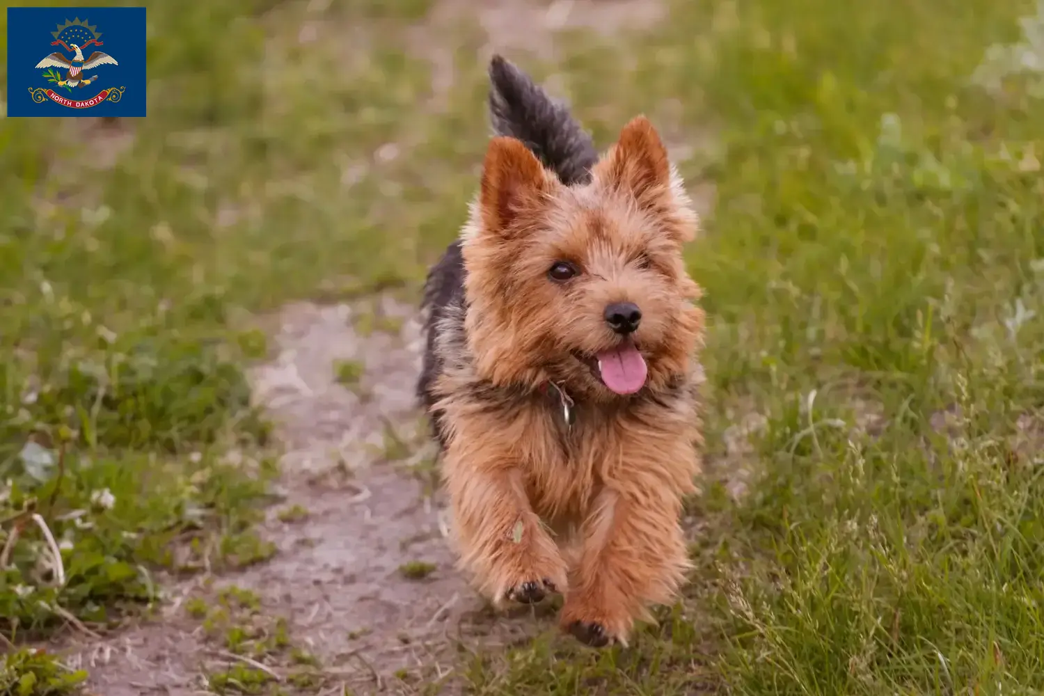 Read more about the article Norwich Terrier breeders and puppies in North Dakota