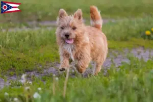 Read more about the article Norwich Terrier breeders and puppies in Ohio