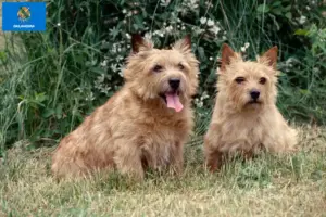 Read more about the article Norwich Terrier breeders and puppies in Oklahoma