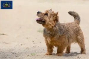 Read more about the article Norwich Terrier breeders and puppies in Pennsylvania