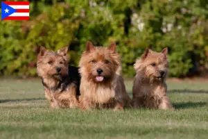 Read more about the article Norwich Terrier breeders and puppies in Puerto Rico