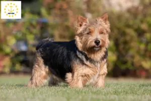 Read more about the article Norwich Terrier breeders and puppies in Rhode Island