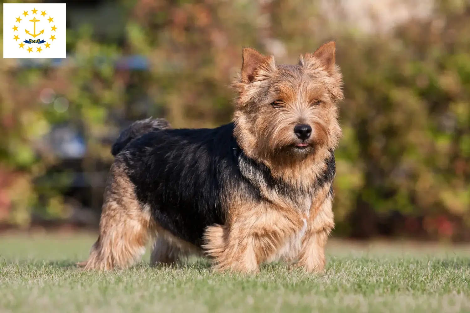 Norwich Terrier puppies and breeders Rhode Island Find Norwich Terrier breeders in Rhode Island.