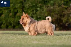 Read more about the article Norwich Terrier breeders and puppies in South Carolina