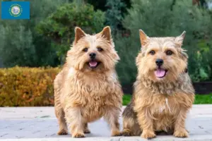 Read more about the article Norwich Terrier breeders and puppies in South Dakota