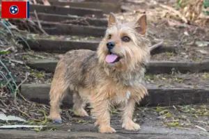 Read more about the article Norwich Terrier breeders and puppies in Tennessee