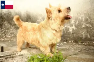 Read more about the article Norwich Terrier breeders and puppies in Texas