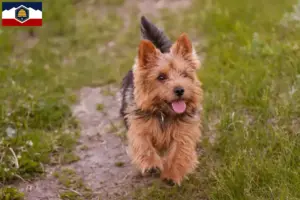 Read more about the article Norwich Terrier breeders and puppies in Utah
