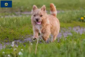 Read more about the article Norwich Terrier breeders and puppies in Vermont