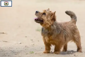 Read more about the article Norwich Terrier breeders and puppies in West Virginia