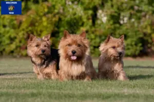 Read more about the article Norwich Terrier breeders and puppies in Wisconsin