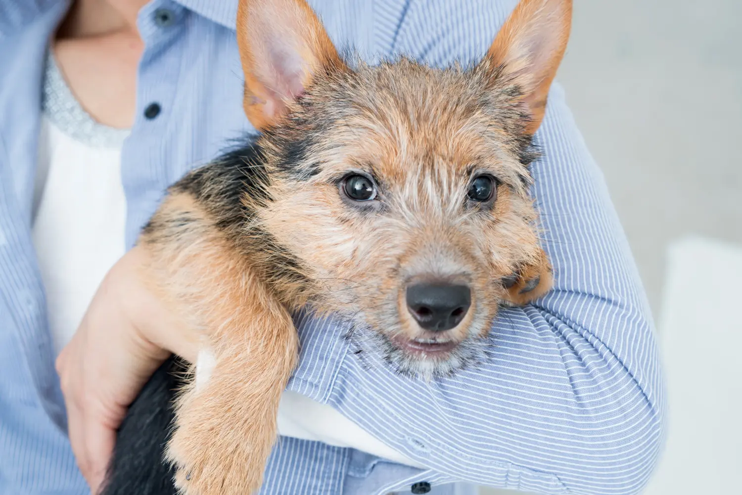 Buying a Norwich Terrier puppy means taking responsibility! Buy Norwich Terrier puppies.