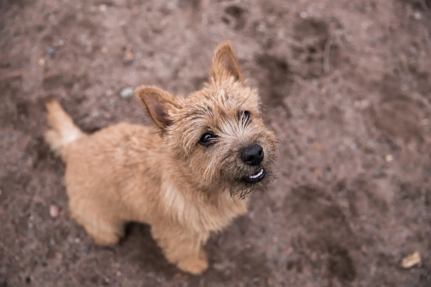 Buying a Norwich Terrier puppy means taking responsibility! Buy Norwich Terrier puppies.