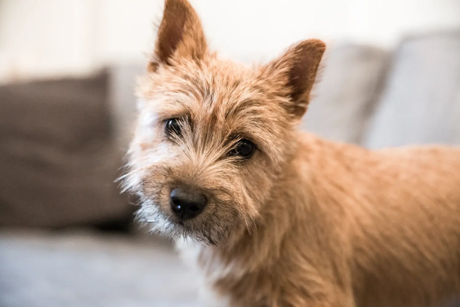 Buying a Norwich Terrier puppy means taking responsibility! Buy Norwich Terrier puppies.