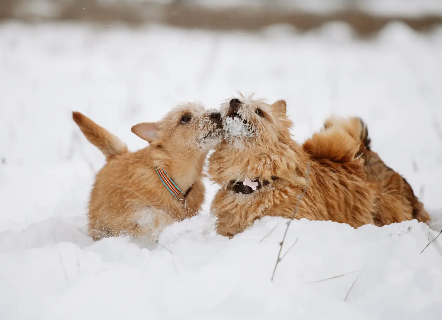 Buying a Norwich Terrier puppy means taking responsibility! Buy Norwich Terrier puppies.