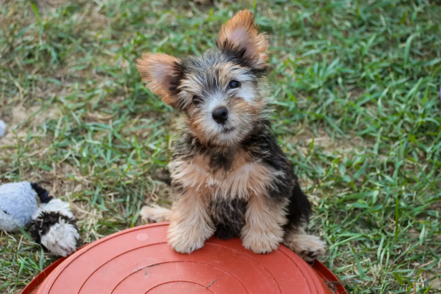 Buying a Norwich Terrier puppy means taking responsibility! Buy Norwich Terrier puppies.
