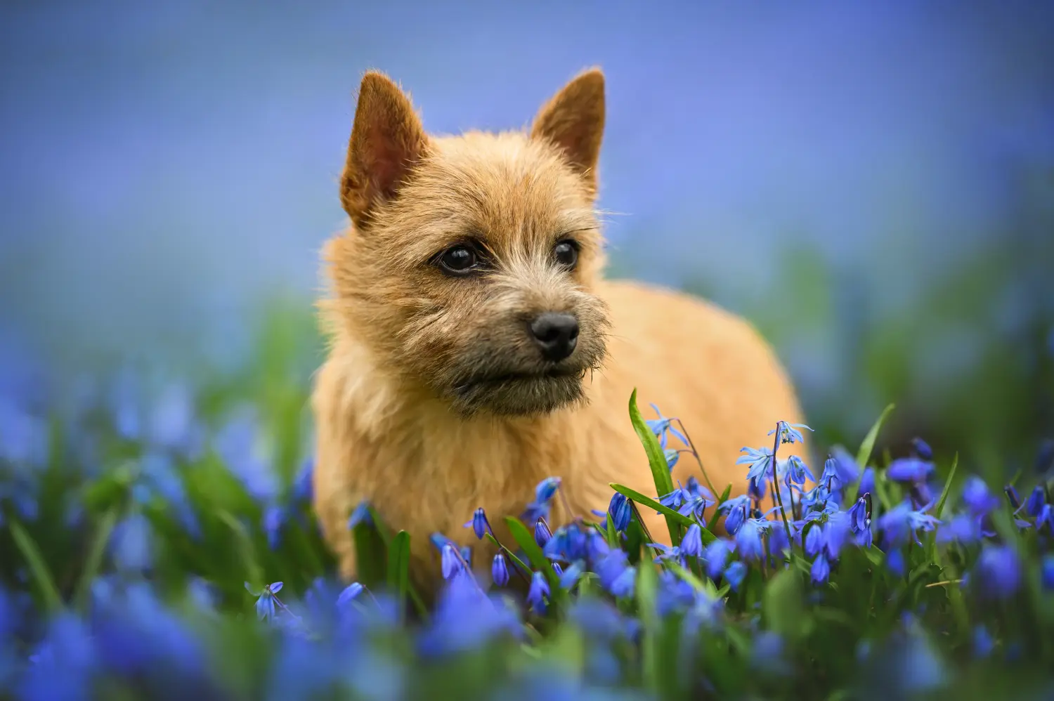 Buying a Norwich Terrier puppy means taking responsibility! Buy Norwich Terrier puppies.