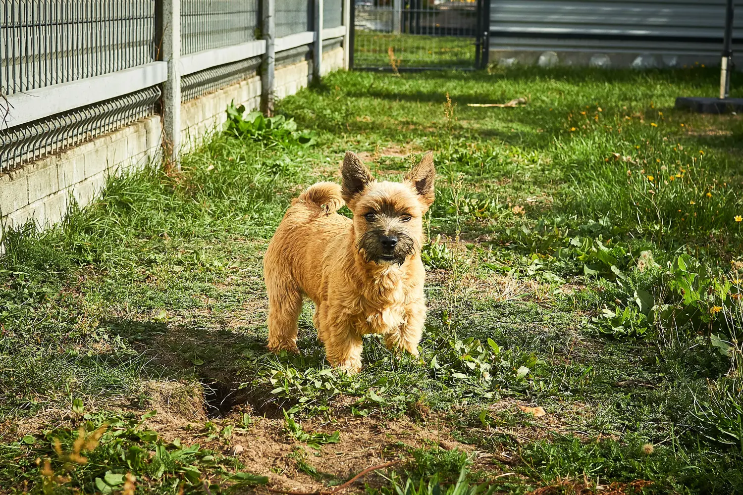 Buying a Norwich Terrier puppy means taking responsibility! Buy Norwich Terrier puppies.