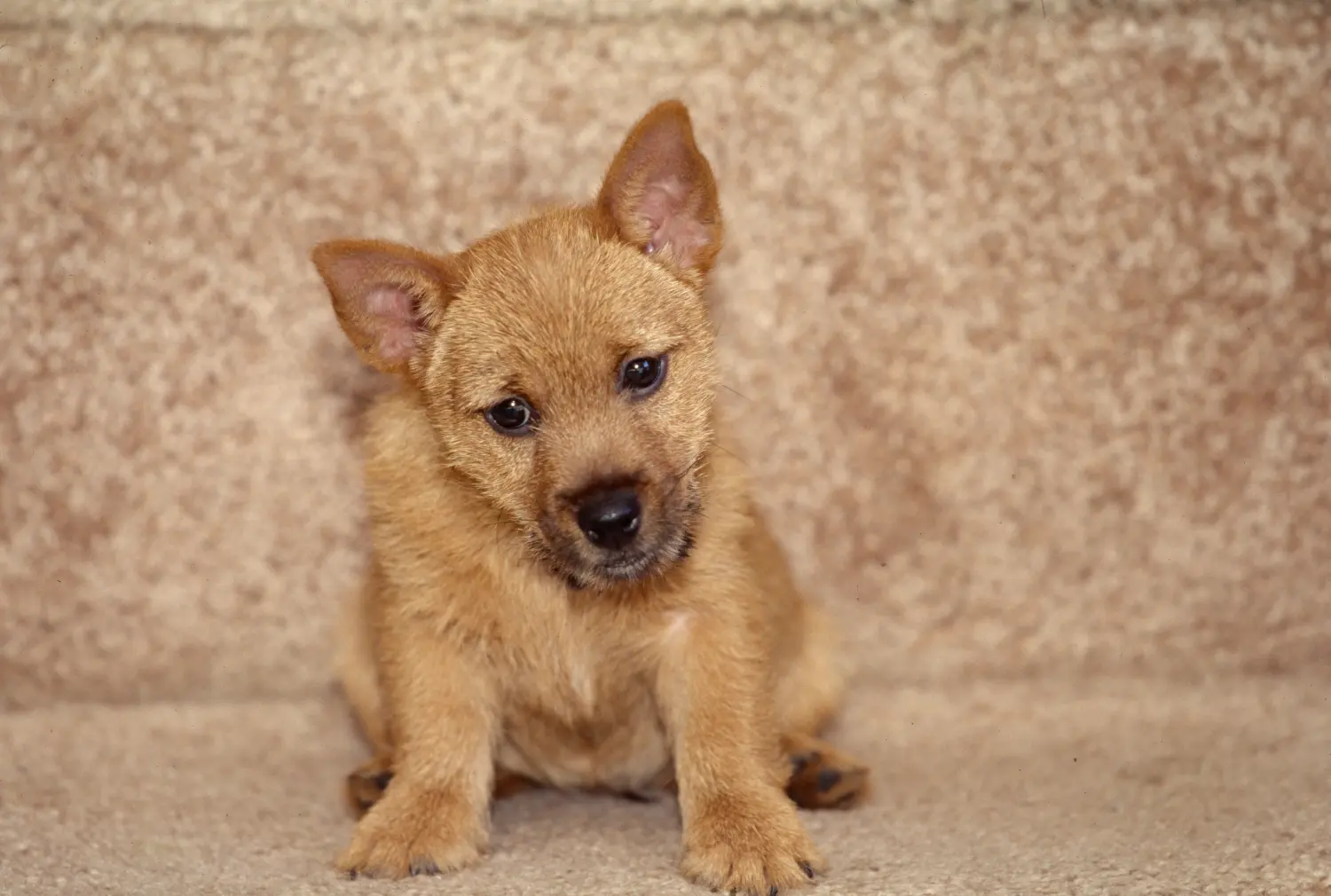 Buying a Norwich Terrier puppy means taking responsibility! Buy Norwich Terrier puppies.