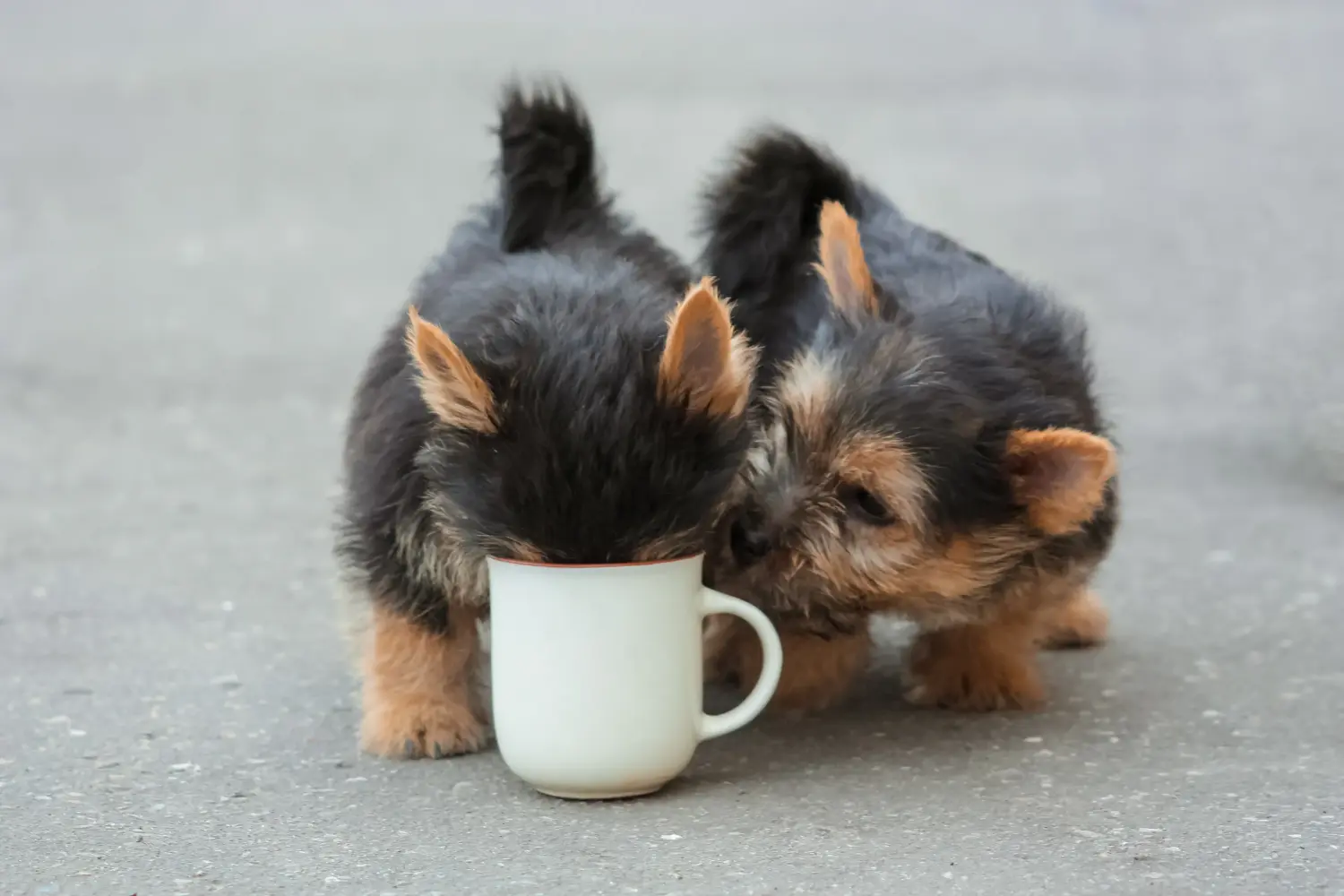 Buying a Norwich Terrier puppy means taking responsibility! Buy Norwich Terrier puppies.