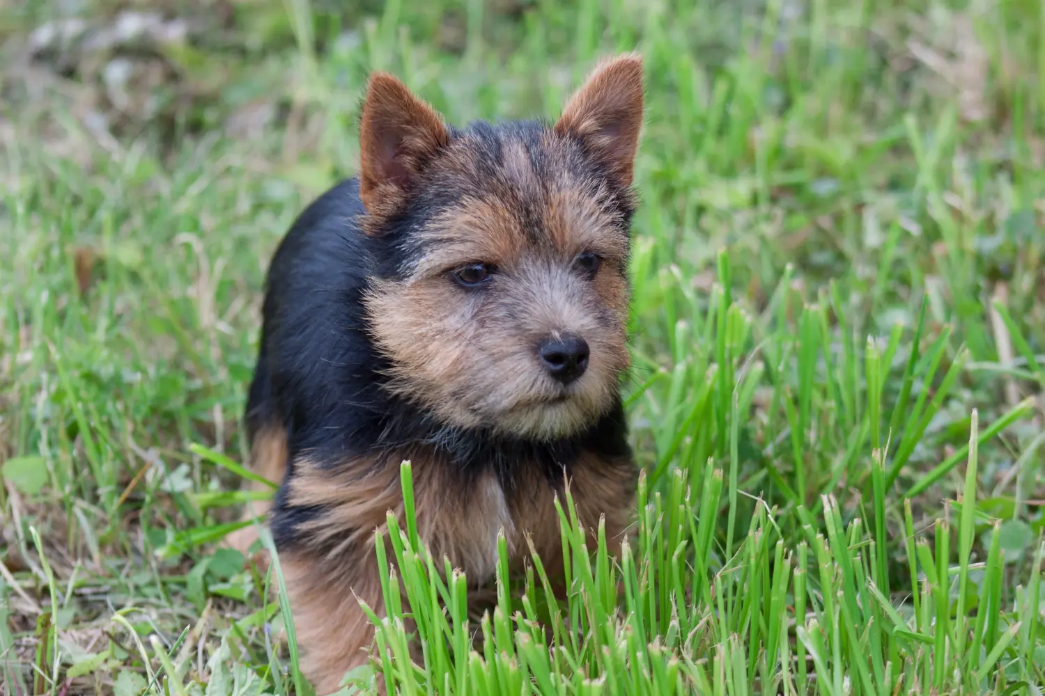 Buying a Norwich Terrier puppy means taking responsibility! Buy Norwich Terrier puppies.