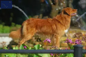 Read more about the article Nova Scotia Duck Tolling Retriever Breeders and Puppies in Alaska