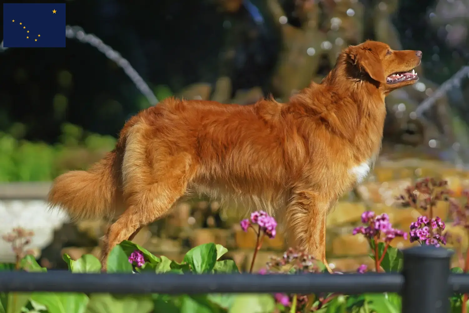 Nova Scotia Duck Tolling Retriever puppies and breeders Alaska Find Nova Scotia Duck Tolling Retriever breeders in Alaska.