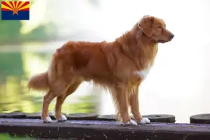 Read more about the article Nova Scotia Duck Tolling Retriever Breeders and Puppies in Arizona