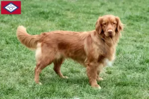 Read more about the article Nova Scotia Duck Tolling Retriever Breeders and Puppies in Arkansas