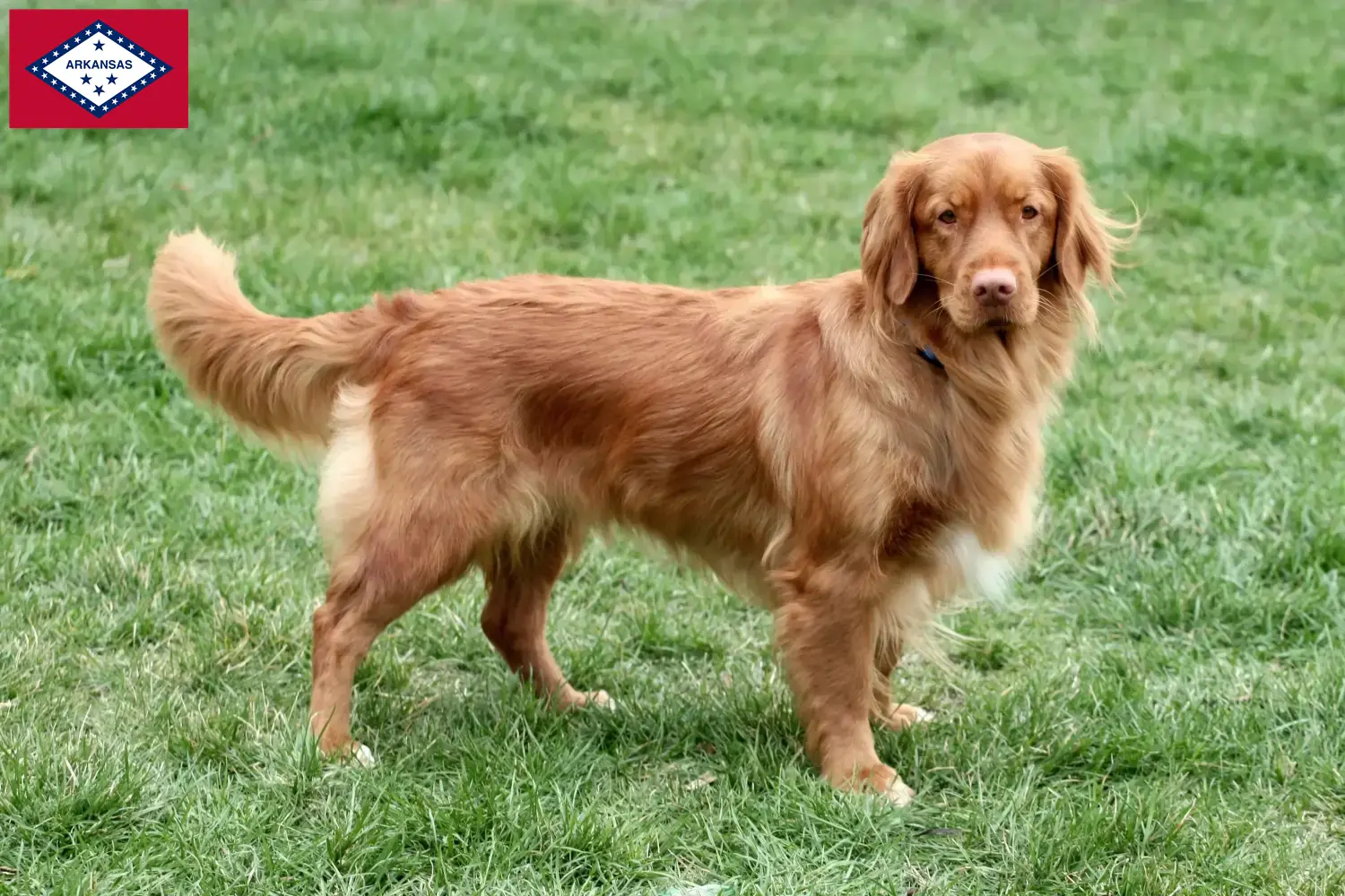 Nova Scotia Duck Tolling Retriever puppies and breeders Arkansas Find Nova Scotia Duck Tolling Retriever breeders in Arkansas.