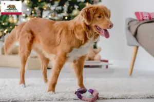 Read more about the article Nova Scotia Duck Tolling Retriever Breeders and Puppies in California