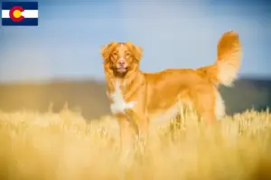 Read more about the article Nova Scotia Duck Tolling Retriever Breeders and Puppies in Colorado