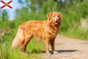 Read more about the article Nova Scotia Duck Tolling Retriever breeders and puppies in Florida