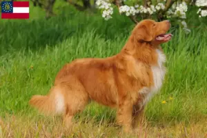 Read more about the article Nova Scotia Duck Tolling Retriever breeders and puppies in Georgia