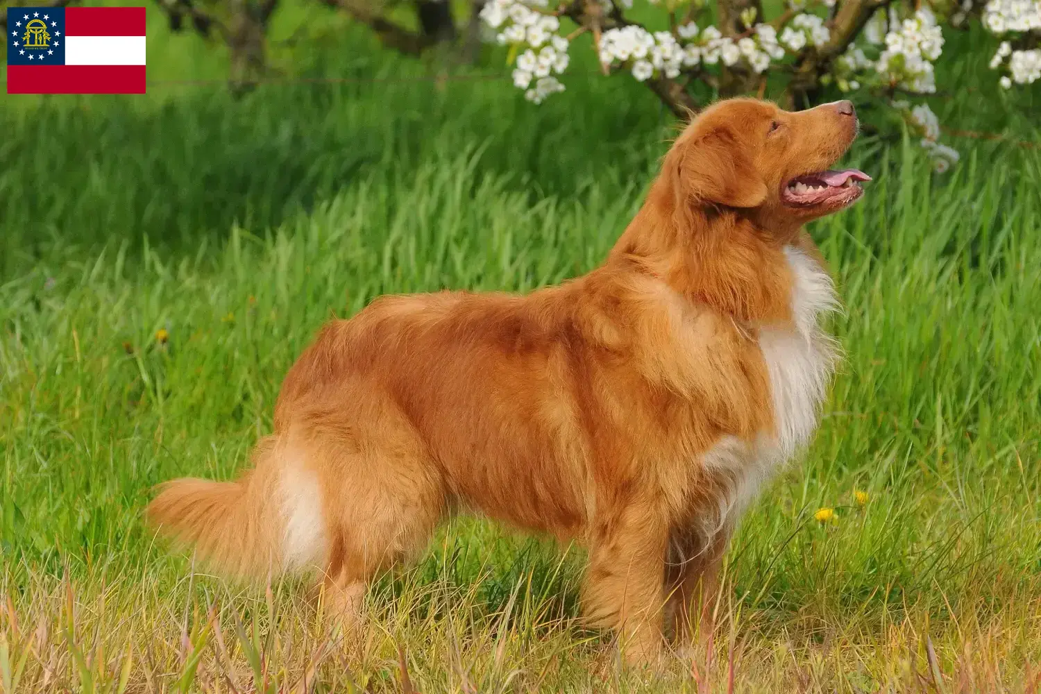 Nova Scotia Duck Tolling Retriever puppies and breeders Georgia Find Nova Scotia Duck Tolling Retriever breeders in Georgia.